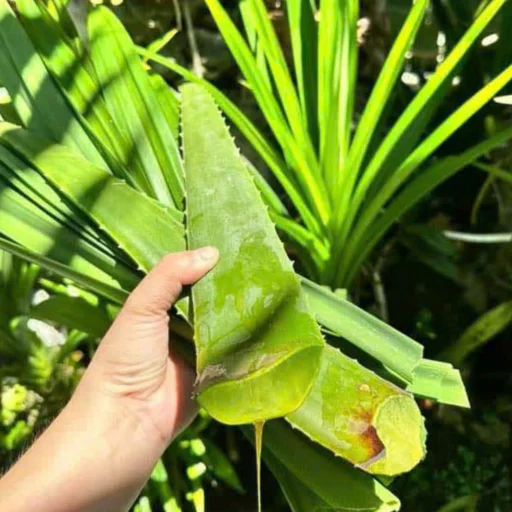 10 Cách giảm mỡ bụng bằng màng bọc thực phẩm tại nhà an toàn, hiệu quả